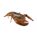 Lobster Whole